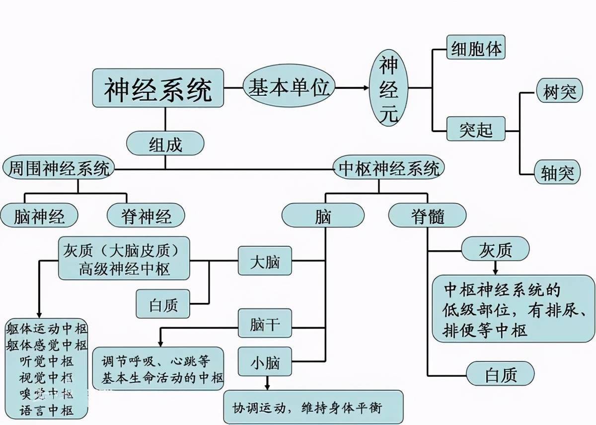 神经外科是在外科学基础上,研究人体神经系统(脑,脊髓和周围神经)及其