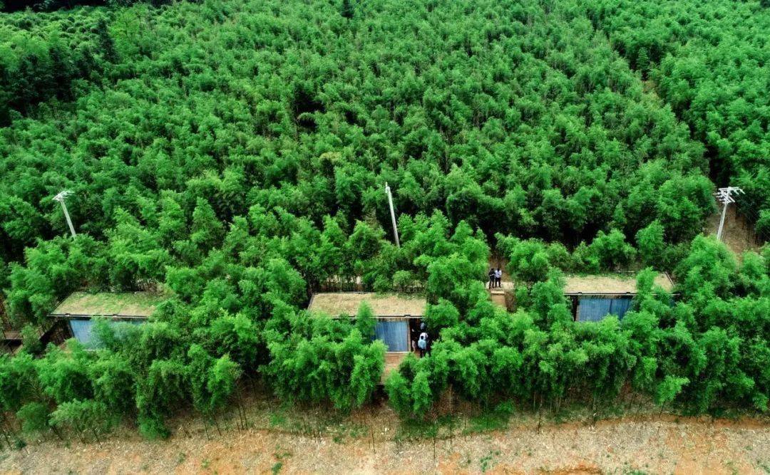 一不小心就把车开进竹林,绝了!_雷竹