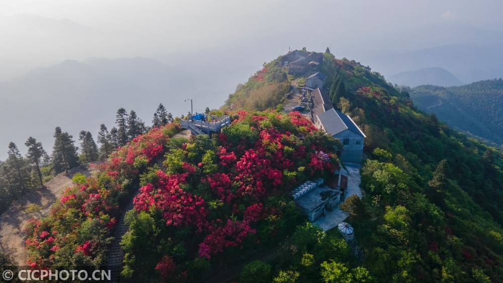 庆元龙头山杜鹃花图片