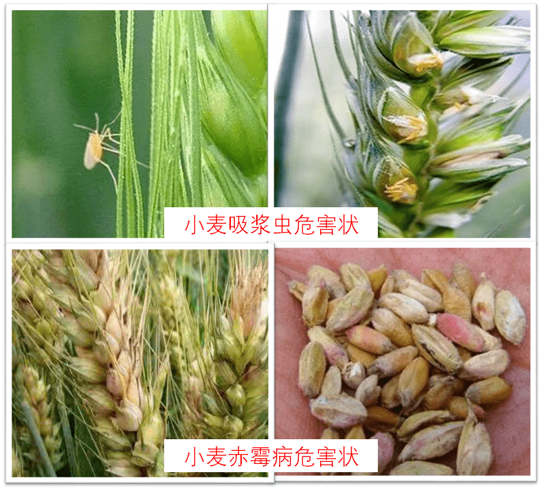 抽穗扬花前是小麦吸浆虫成虫羽化产卵高峰,也是感染赤霉病的关键时期