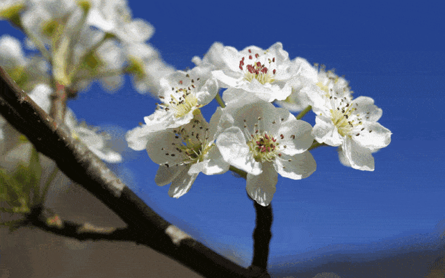 青海贵德·梨花春天的伊犁同样美的令人沉醉新疆不止北疆秋色喀纳斯不