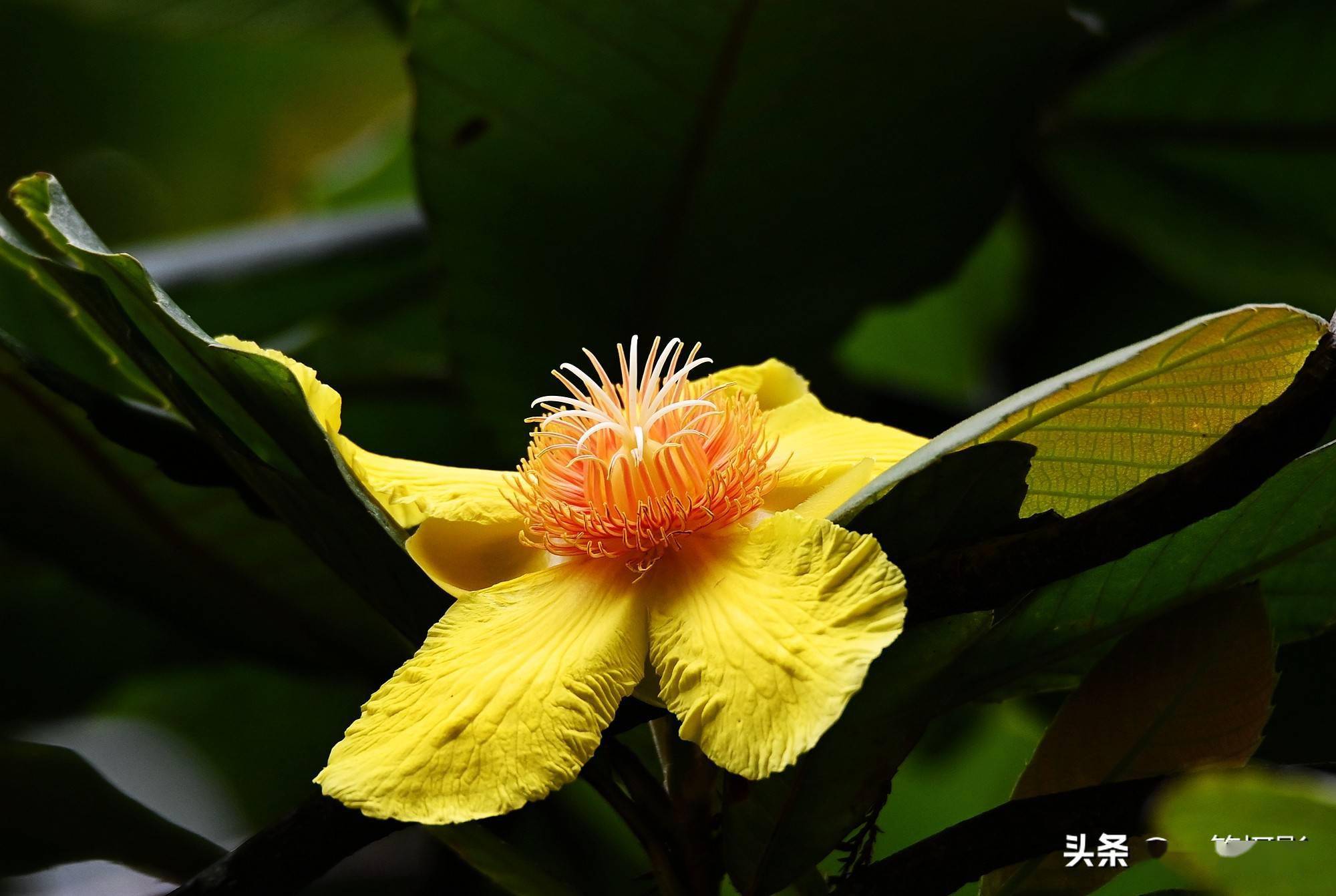 华南植物园里的大花第伦桃花开