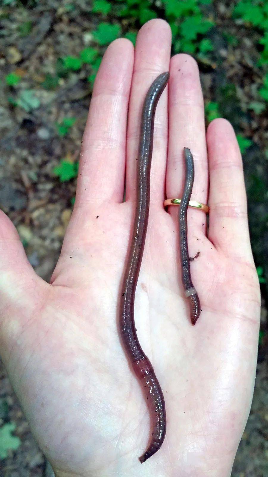 亚洲蚯蚓入侵美国15州,没有骨头却能弹跳自如,快控制不住了