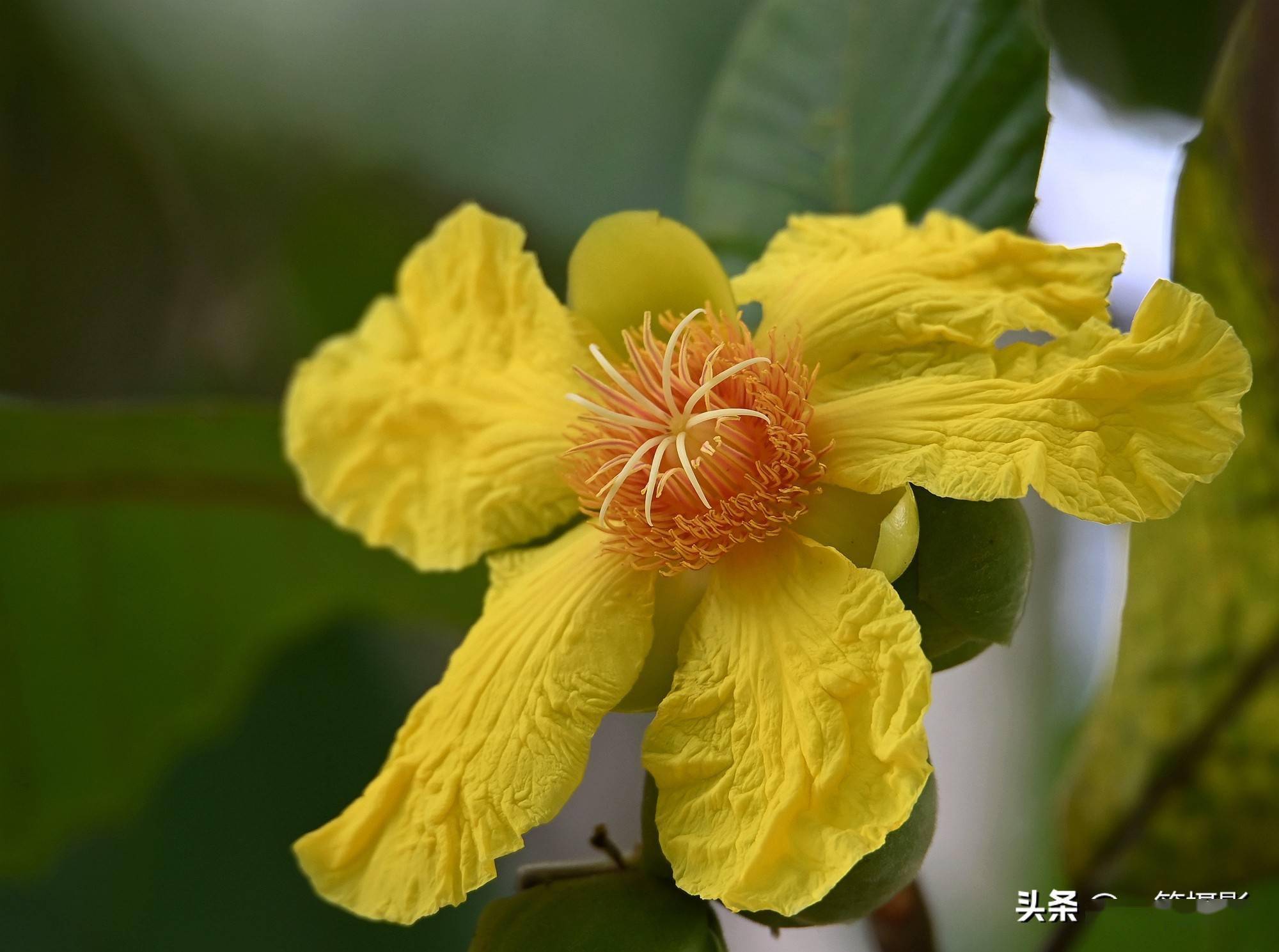 华南植物园里的大花第伦桃花开