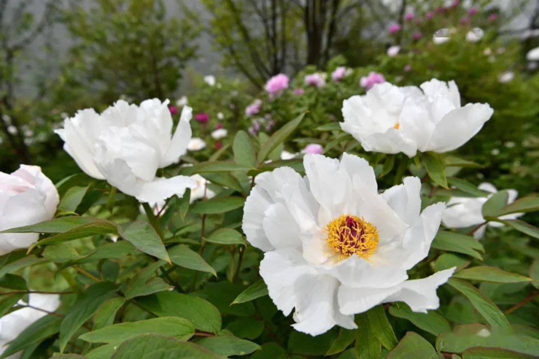 保康的牡丹花开了,赶紧打卡!