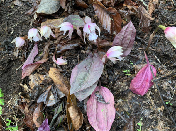 唐家河保护区植物新记录 独花兰 顾小林