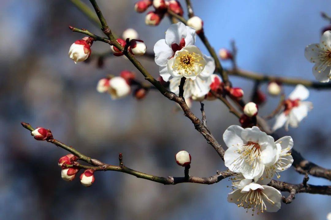 你几月出生 就是哪种花 美到极致 梅花雪