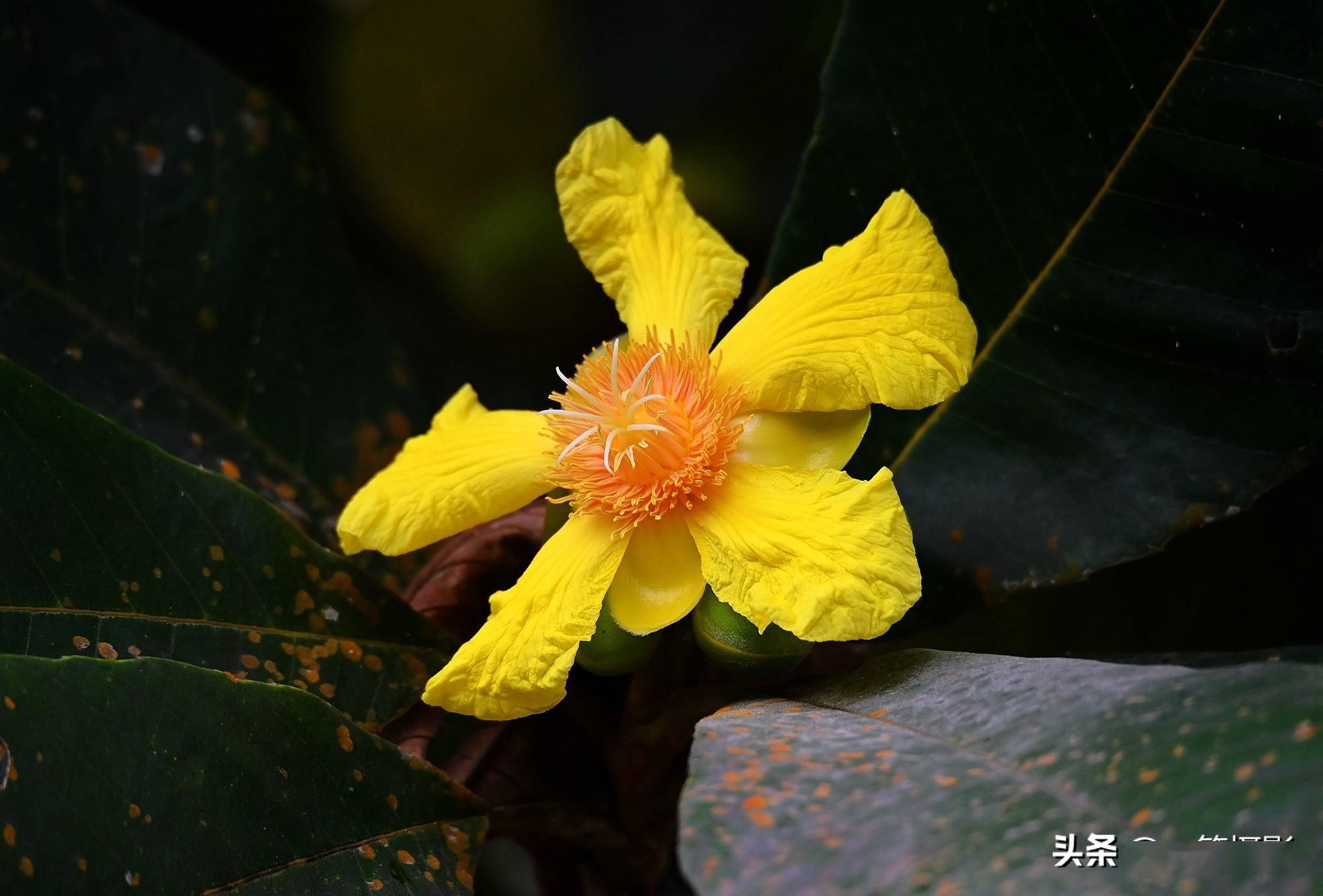华南植物园里的大花第伦桃花开