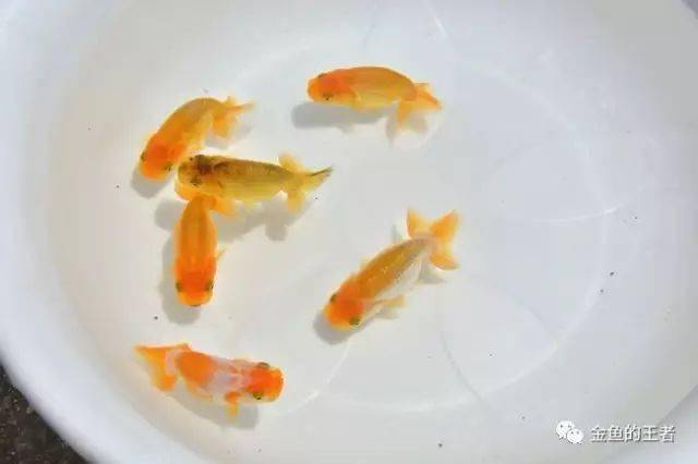 經驗| 小魚有小魚的樣子,好比10歲的小孩是不可能長得跟20幾歲的青年