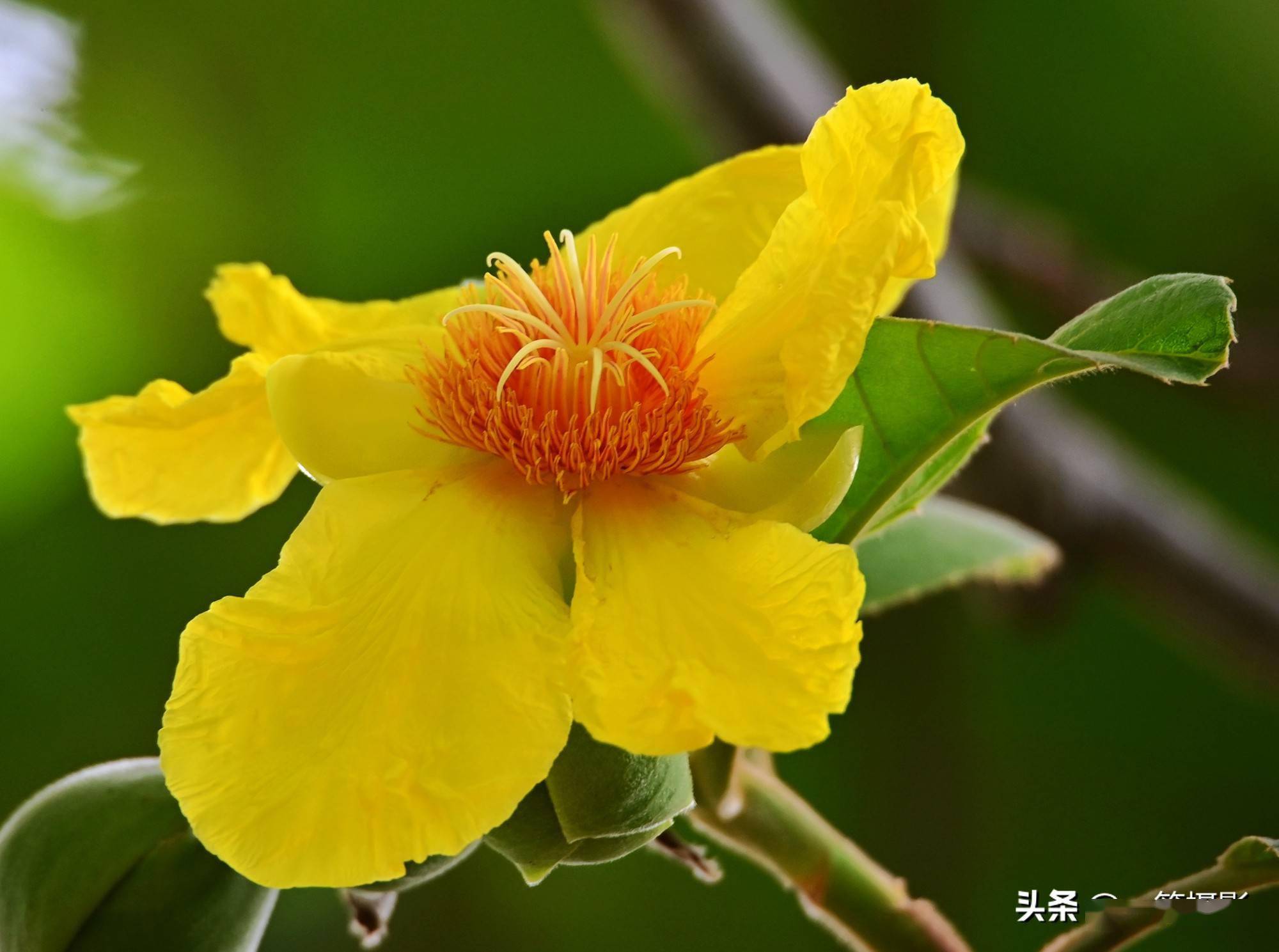 华南植物园里的大花第伦桃花开