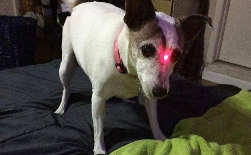 狗能不能玩激光笔