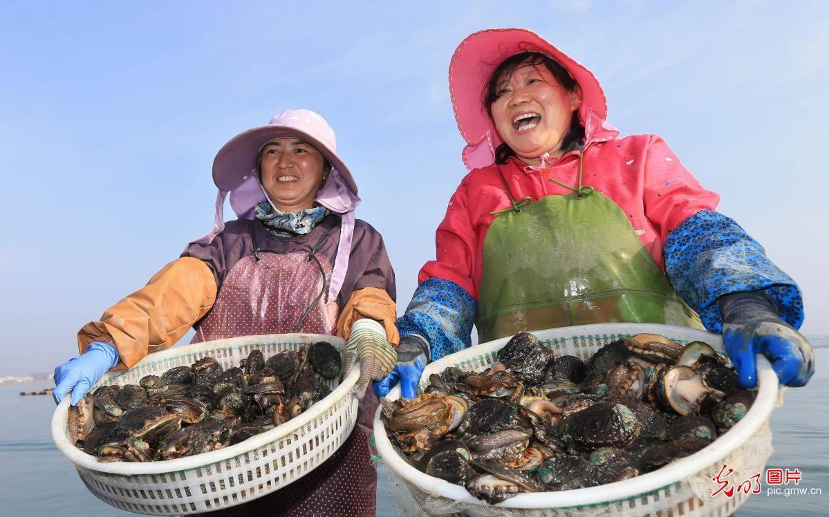 山东荣成:南下"越冬"鲍鱼陆续"回家"_养殖