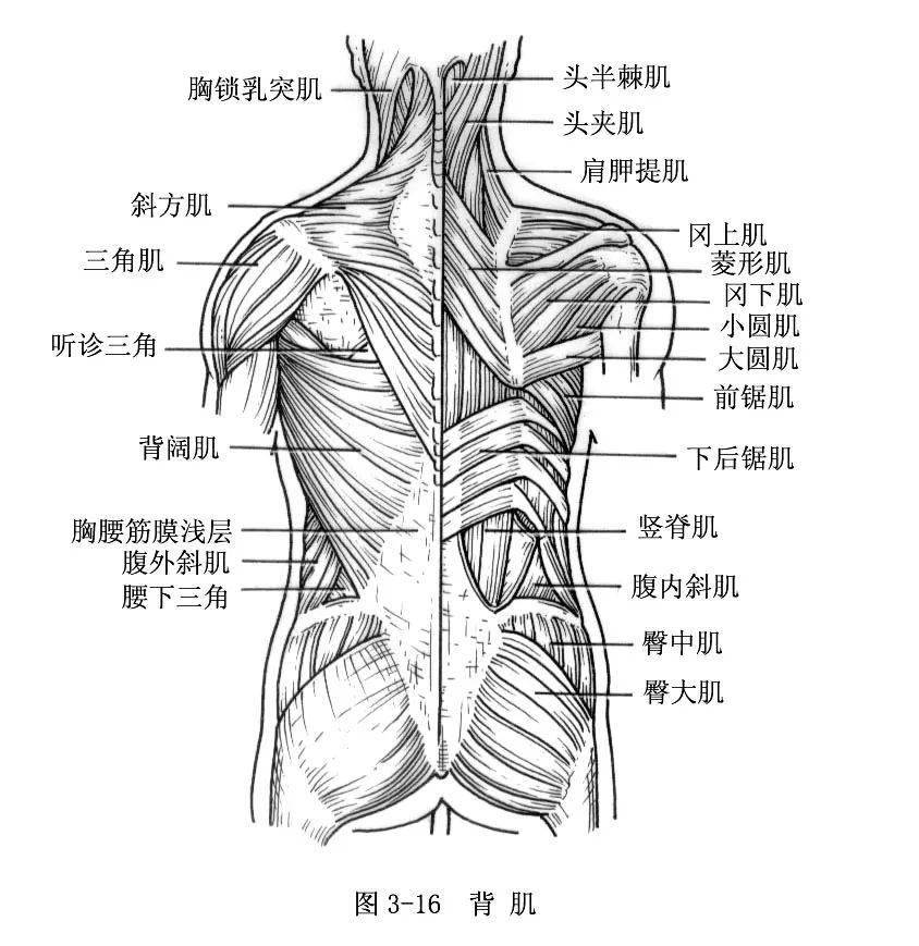 背部肌肉手绘图图片
