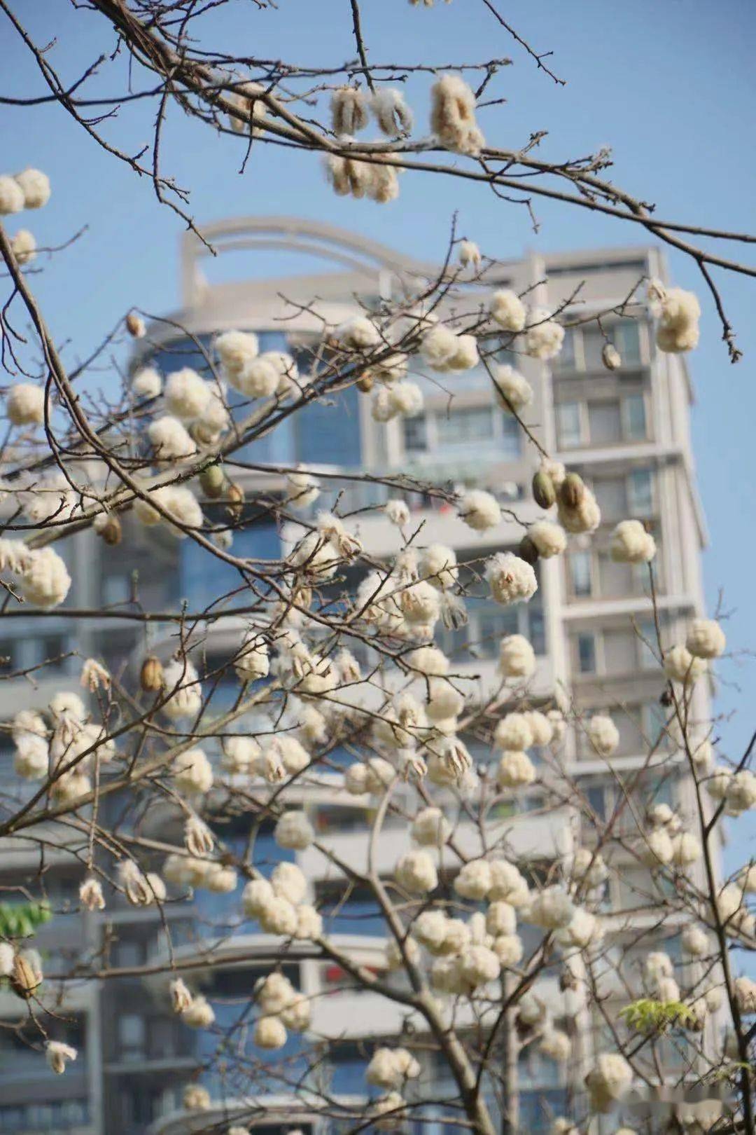 近期常见深圳很多树上挂满白球原来是它这些人要远离