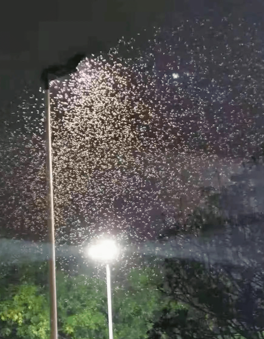 疯狂大水蚁来袭!惠州人千万别这样做,后果很严重