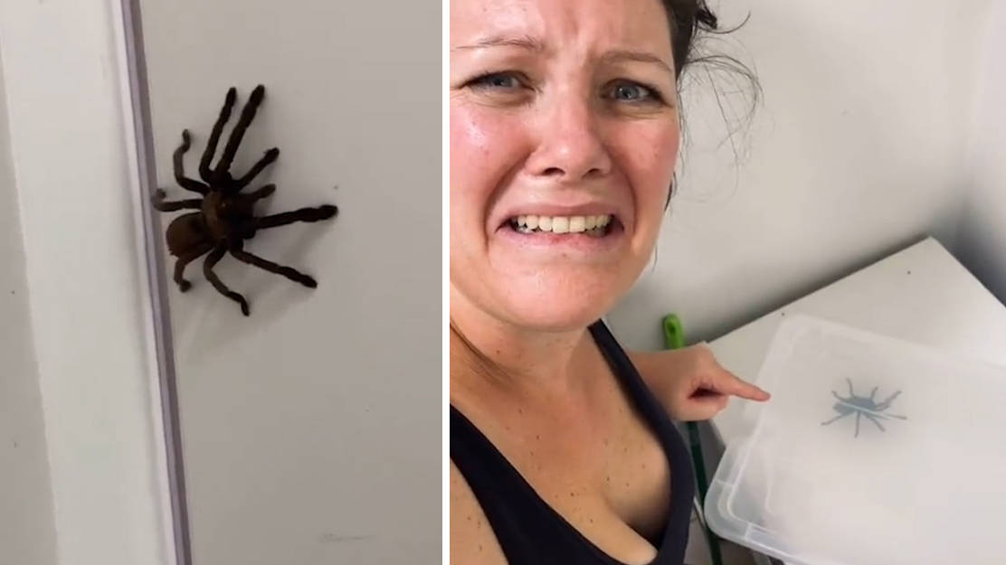 trollge澳洲巨蛛事件图片