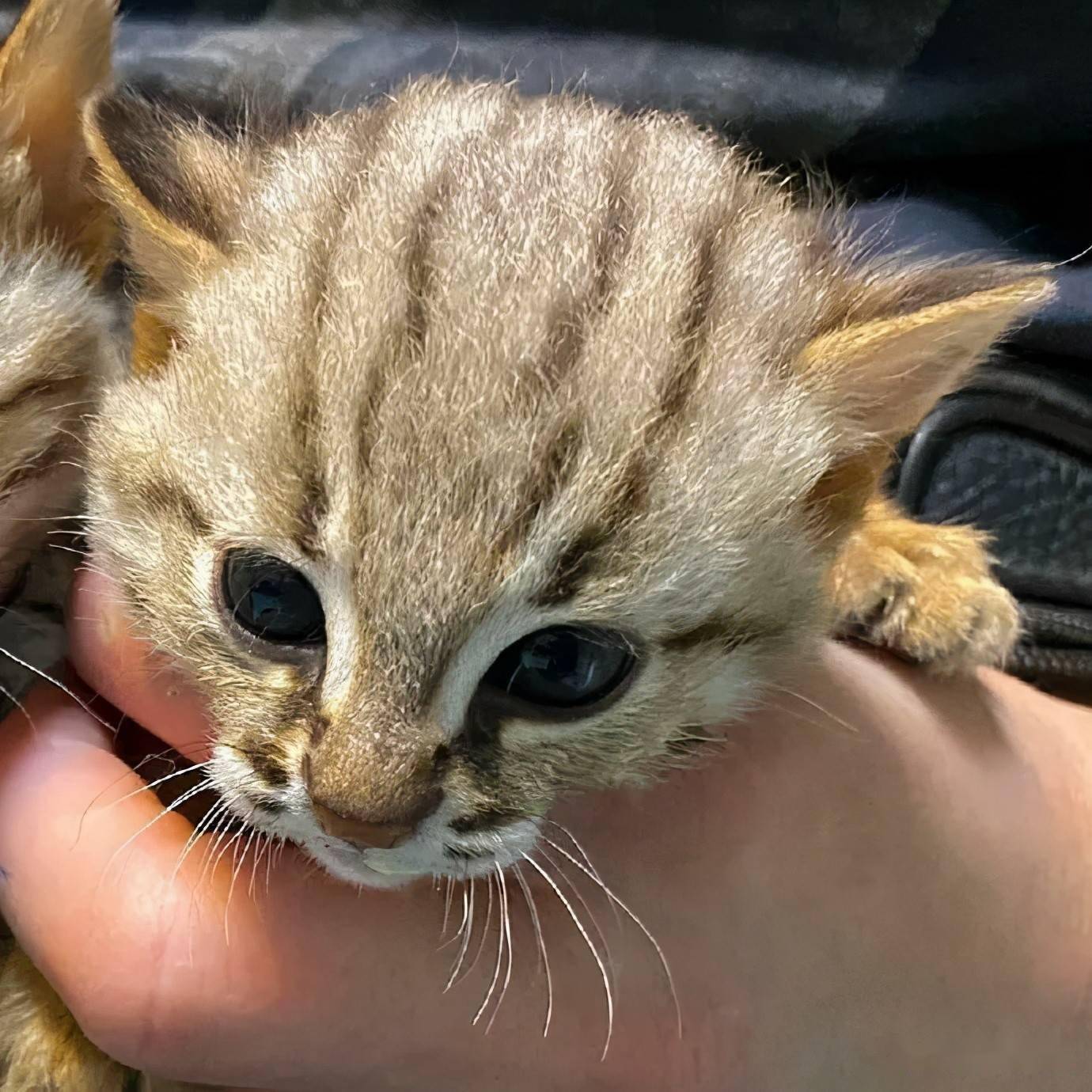 狸花猫千万不能养狸花猫适合当宠物养吗 自媒体热点