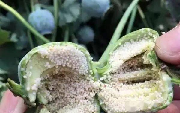 种子为深灰色▲罂粟成熟果实图片罂粟不是菜,种一棵即是违法轻则拘留