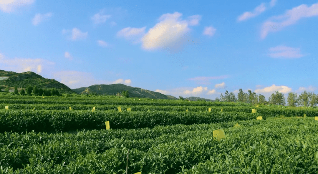 乡村好时节丨炒茶祭祀茶艺日照茶文化旅游季5月1日即将开幕