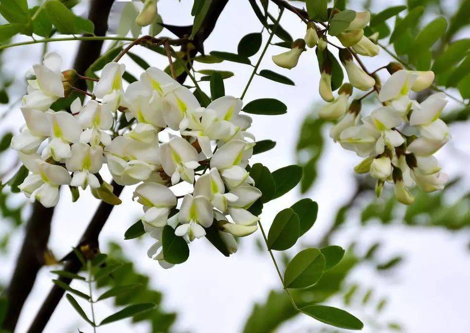 白景琦槐花图片