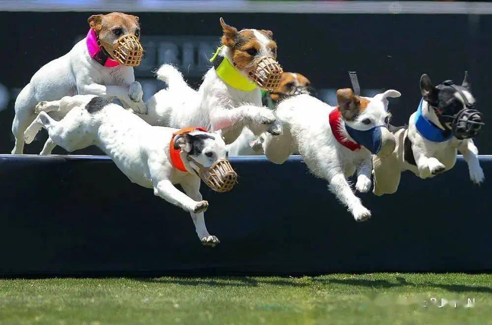 竞速赛宠爱王国2021年ckuwdc宠物运动会北京宠乐会宠物学校精彩的犬赛