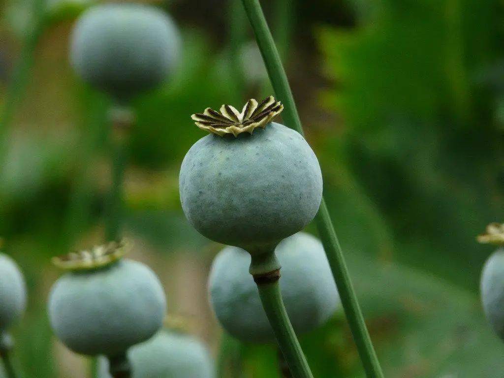 听说加进调料能"提鲜",农家乐老板竟种1438株罂粟