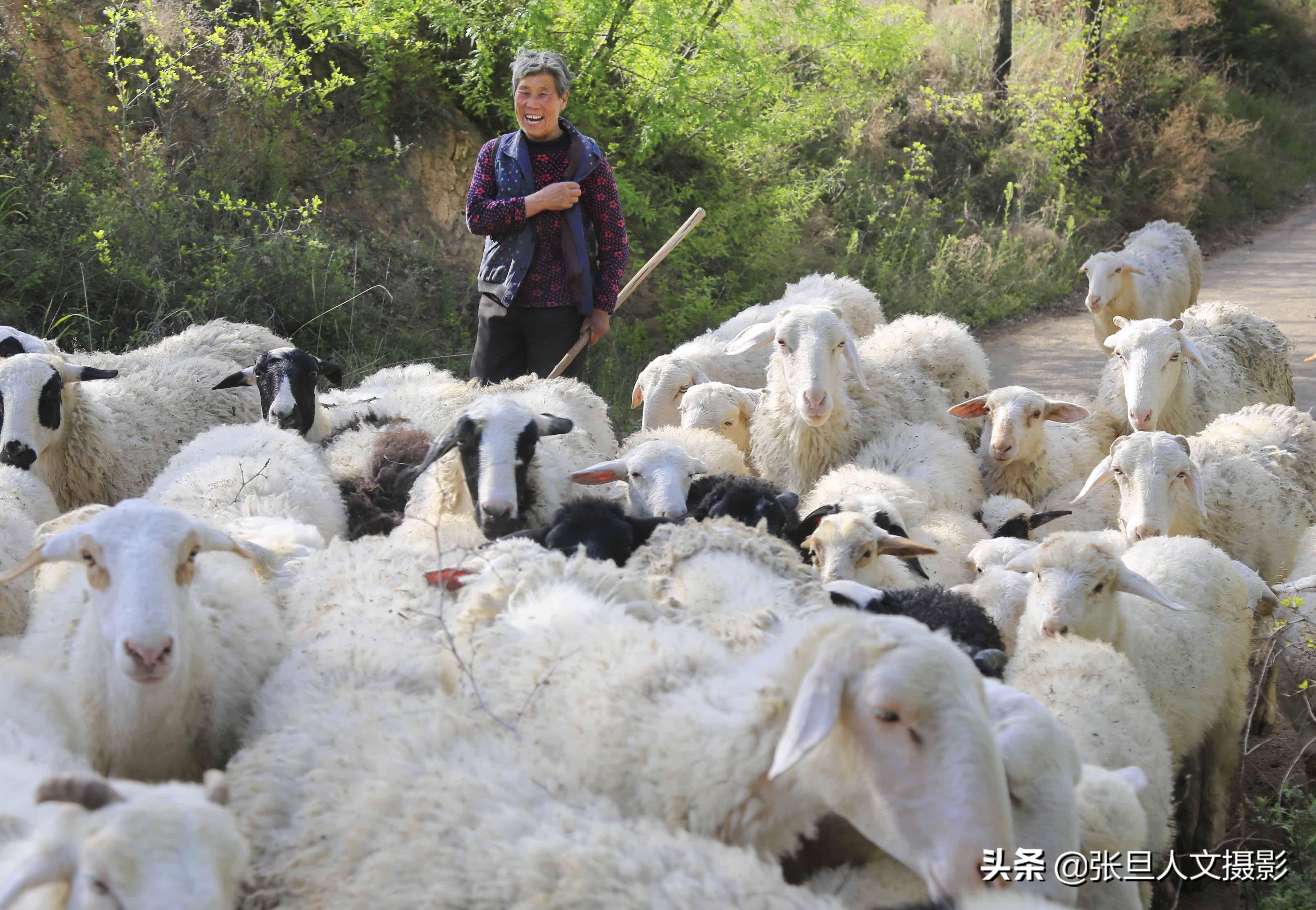 69岁大妈一个人在山里放养50多只羊,一年能挣多少钱,一问三不知