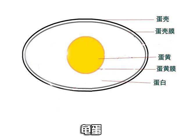 我就带大家了解一下龟蛋的基本结构和家庭孵化中需要注意的一些细节