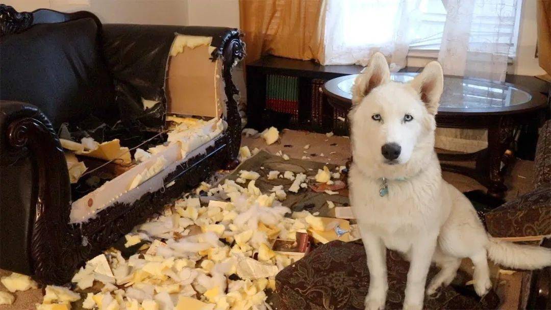 为什么狗喜欢拆沙发?