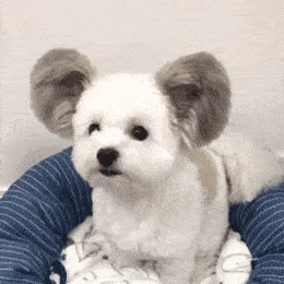 马尔济斯和蝴蝶犬 生出来了一只米老鼠 Goma