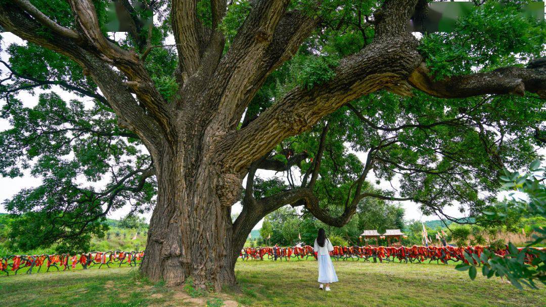 【平凉文旅·总工会踏春行】山水崇信:华夏古槐王