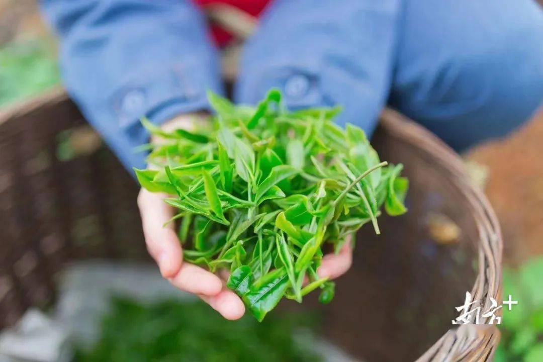 英德红茶,何以"俘获"英国皇室芳心?