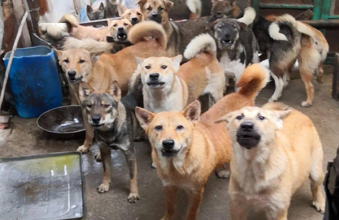 东兴一社区居民在楼顶养了20多条狗,产生极大噪音,结果