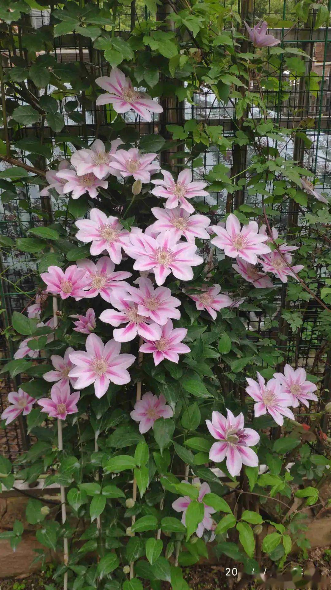 可以爬满地的花 5e5eb90d67724d1ca32a774ae6096745.jpeg