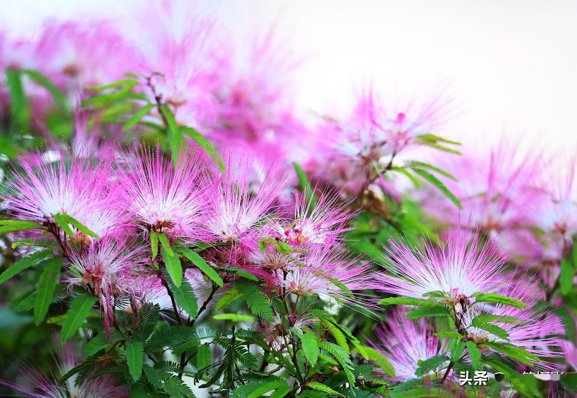 美蕊花即苏里南朱缨花又名红合欢