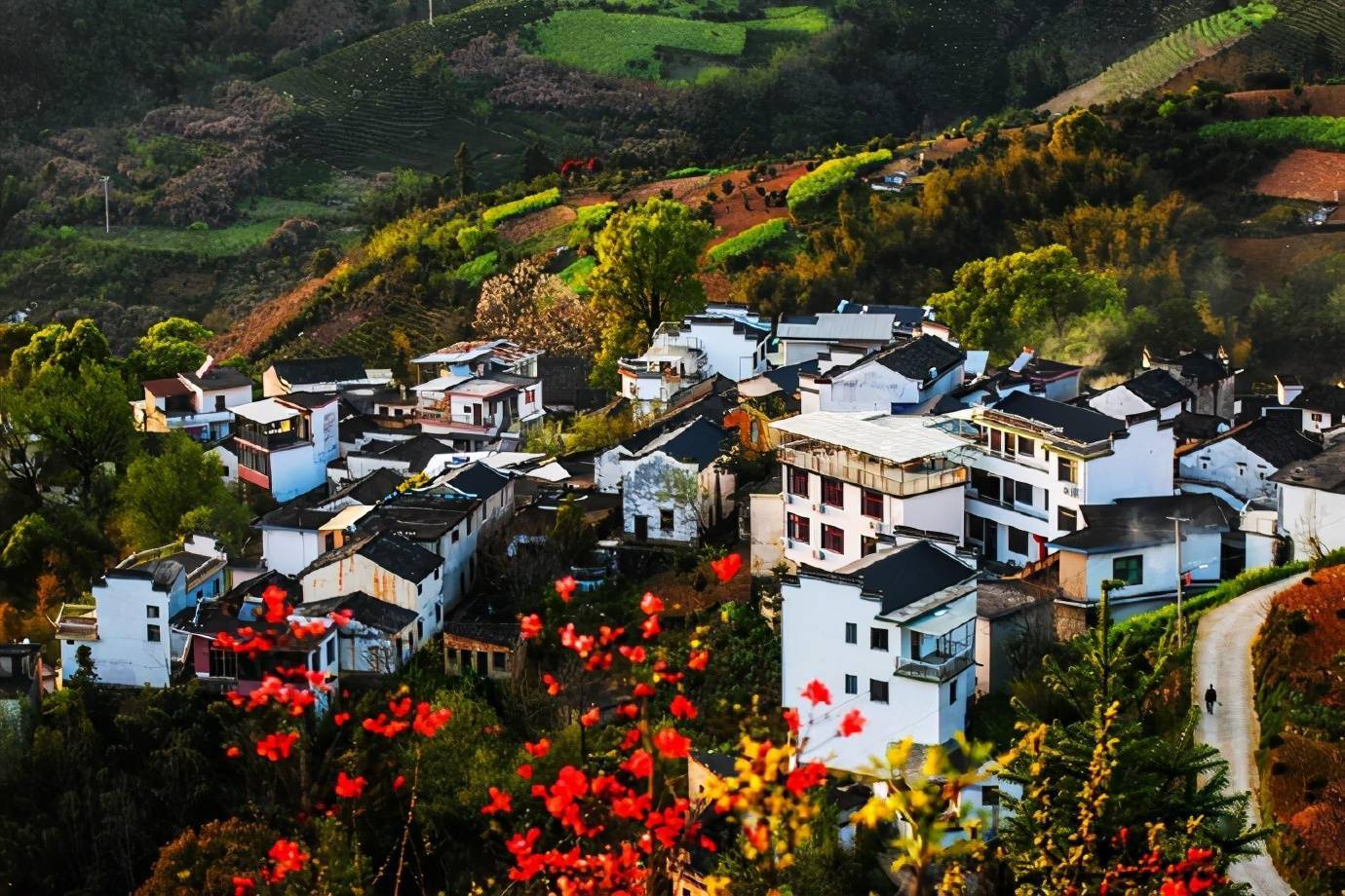 坡山村龙顶山的野生杜鹃竞相开放夕阳下的杜鹃花简直就是美爆了