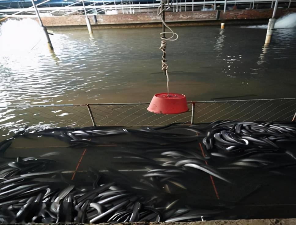 鳗鱼养到山沟里,既不破坏生态,还能扶贫?_养殖