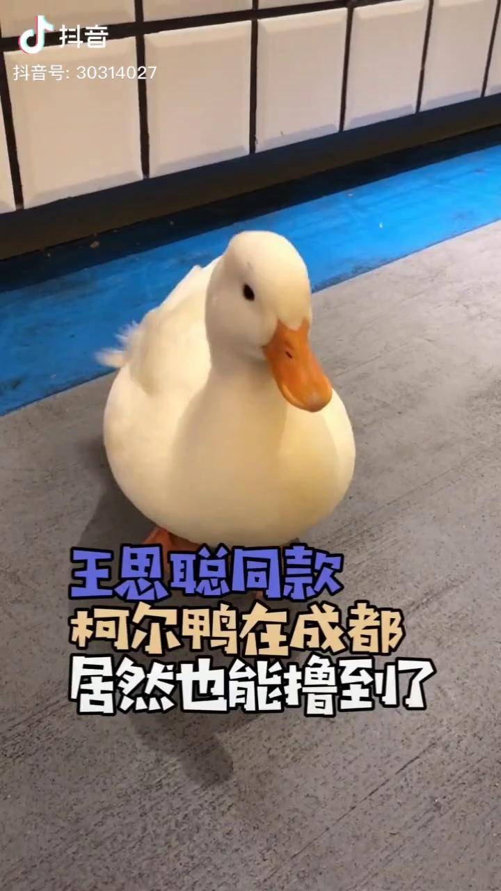 宠物鸭子品种 王思聪图片