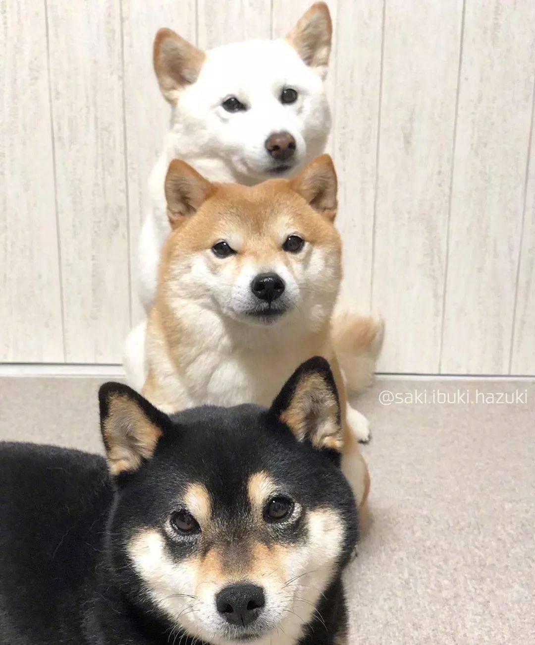 集齐三色柴 能召唤神龙吗 黄柴是豆