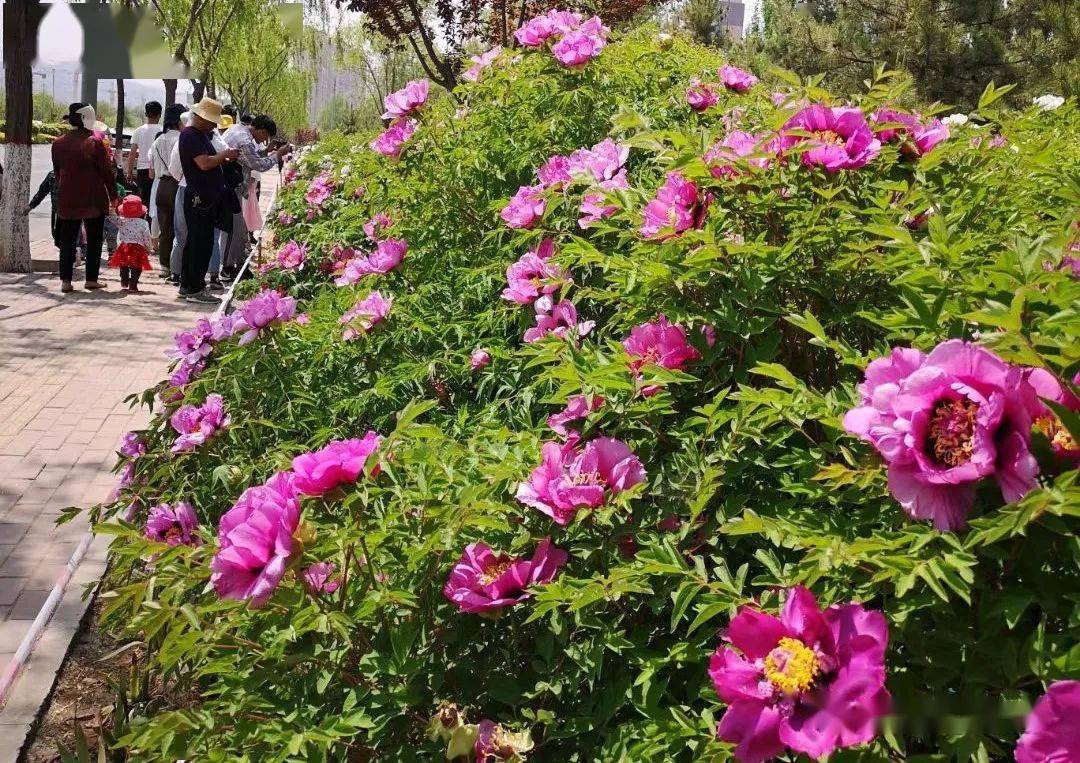 随着六十里牡丹长廊的妖艳花开活动内容丰富且精彩纷呈2021牡丹文化月