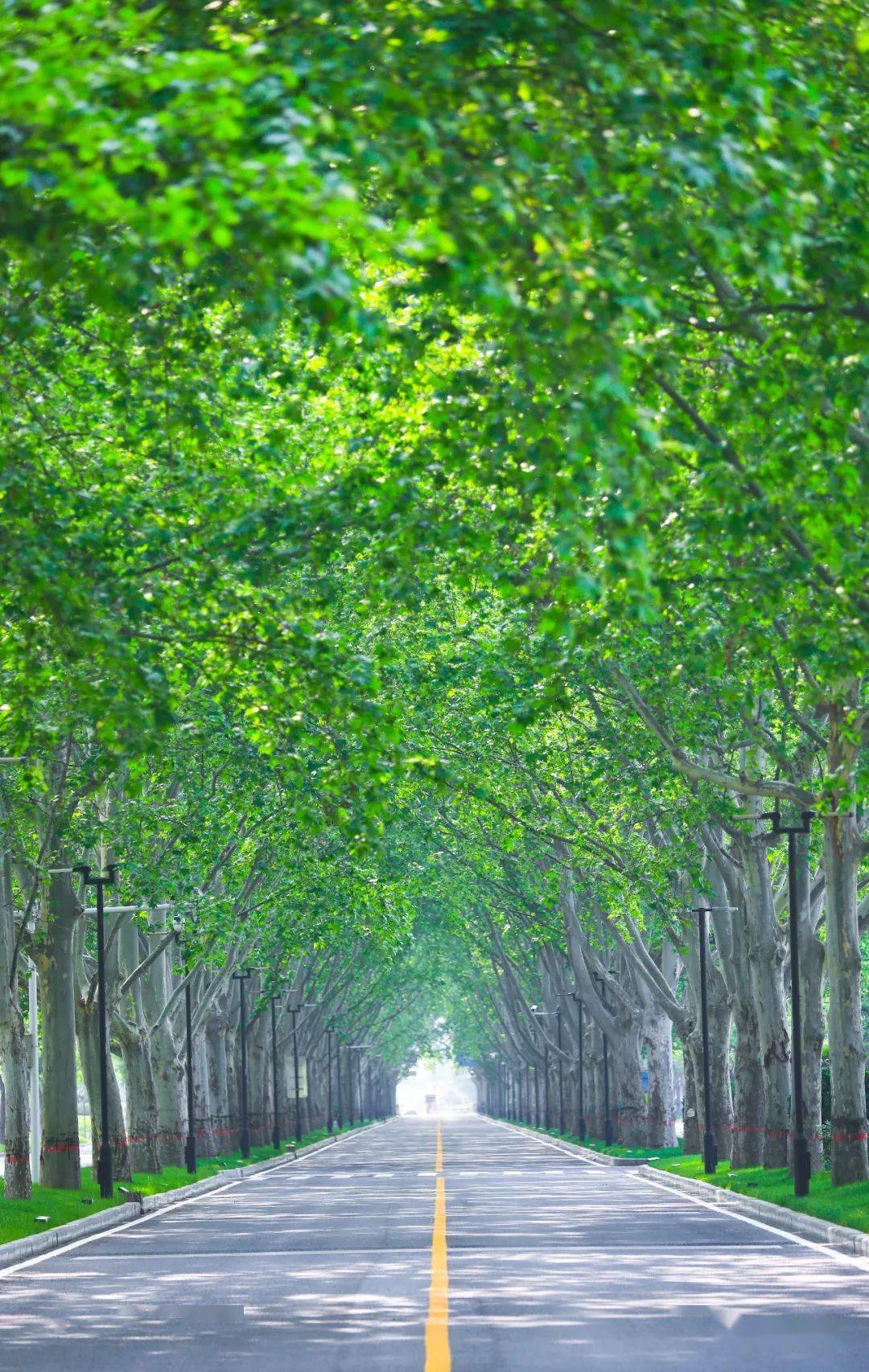 在郑州爱上法桐
