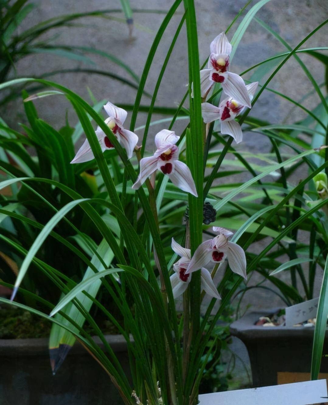 名贵稀有的兰花价值上千万你见过几种