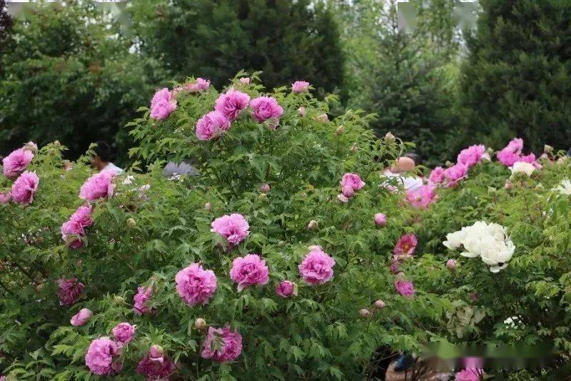 随着六十里牡丹长廊的妖艳花开活动内容丰富且精彩纷呈2021牡丹文化月