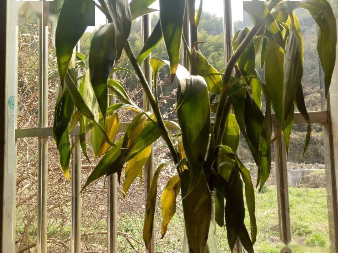 富贵竹叶子发黄怎么救最简单方法 874f566426ec47d599abdbf71fcc9b1b.jpeg