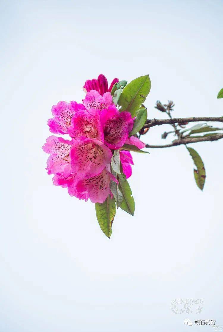 摄影师眼里的春天—系列之五_顽石