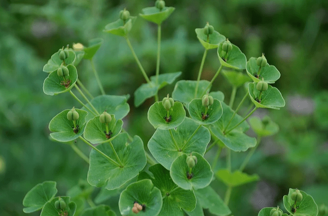 立夏春藏夏至风暖人间草木香万物长