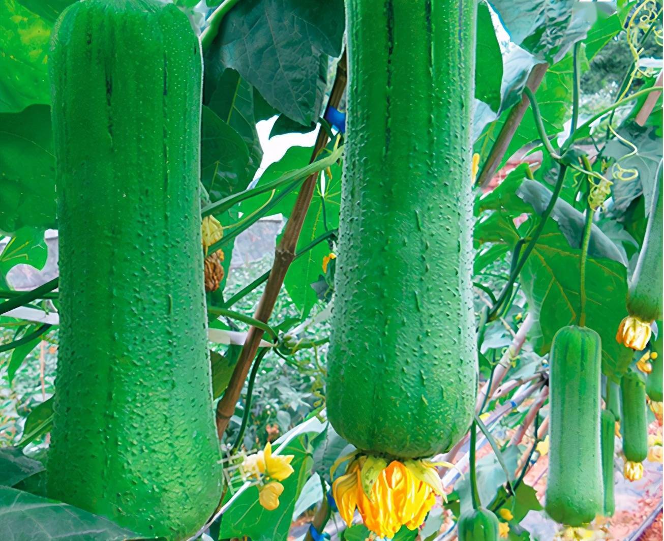 67丝瓜是弯得好还是直得好丝瓜选购3诀窍吃前要知道