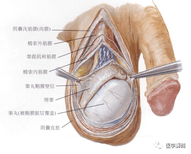 人体解剖学 男性生殖器 男性外生殖器 二 阴茎