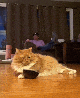 打扰了21血压上来了谢谢,20窝窝怪把猫咪吃啦19街道计划生育小组组长