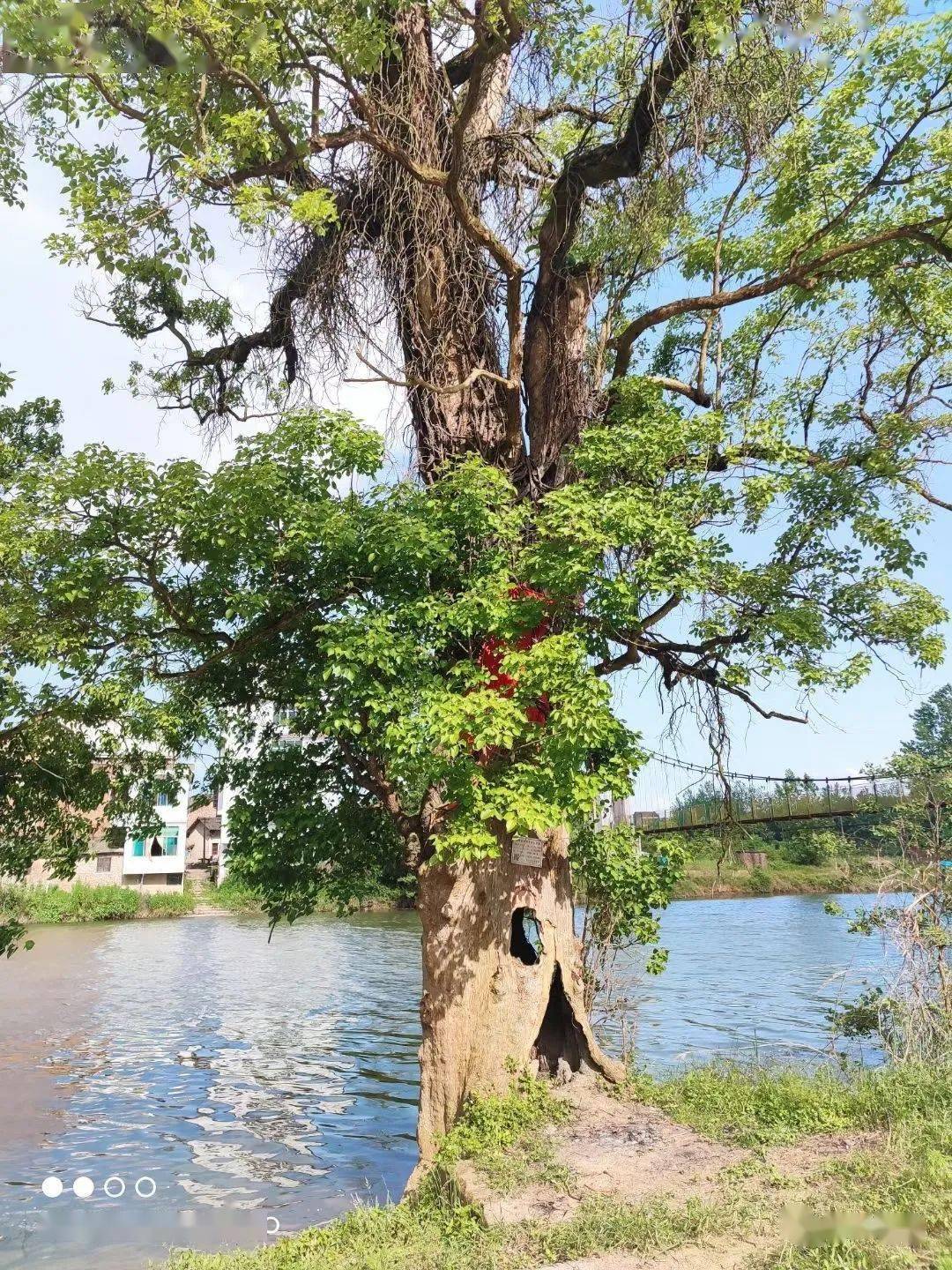 邵东河边惊现500年古树,树干到处是洞却枝繁叶茂!_邵阳